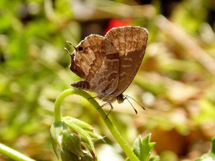 Cacyreus marshalli